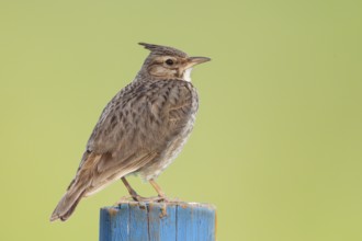 Crested lark (Galerida cristata) sitting on a blue post, wildlife, animals, birds, songbird, nature