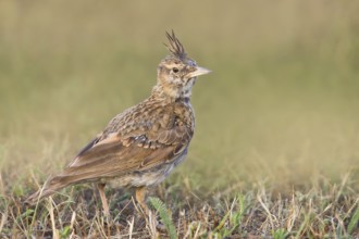 Crested lark (Galerida cristata) young bird standing in grass, wildlife, animals, birds, songbird,