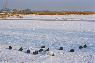 Coot, frozen Elbe, Bleckede, Lower Saxony, Germany, February 9, 1996, vintage, retro, old, historic