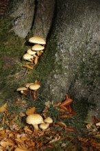 Mushrooms on a tree in autumn and autumn leaves, Germany