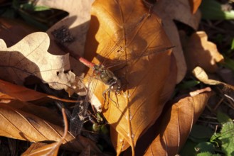 Dragonfly with prey on an autumn leaf, Germany
