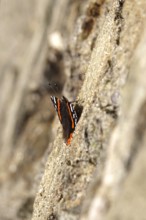 Beautiful butterfly admiral (Vanessa atalanta) on a wall, autumn, Germany