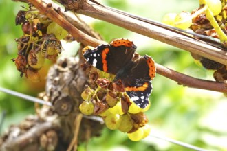 Beautiful butterfly admiral (Vanessa atalanta) on a vine, wasps, autumn, Germany