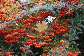 Lonely autumn leaf, Germany