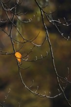 Lonely autumn leaf, Germany