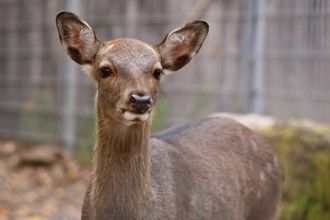 Portrait of young female Cervus nippon Shika deer