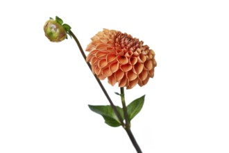 Peach colored Ball Dahlia flower in full bloom on white background