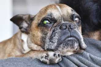French Bulldog with eye injury and green liquid from medical fluorescein dye test to detect corneal
