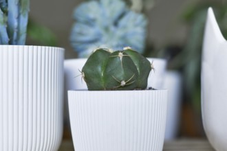 Small 'Gymnocalycium Horstii' cactus in flower pot between other cactus plants