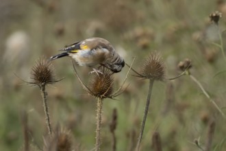 European goldfinch (Carduelis carduelis) adult bird feeding on a Teasel plant seedhead, England,