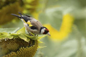 European goldfinch (Carduelis carduelis) adult bird on a sunflower seedhead in a field of