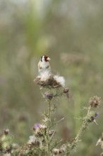 European goldfinch (Carduelis carduelis) adult bird on Creeping thistle plant seedheads, England,