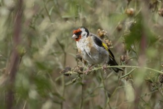 European goldfinch (Carduelis carduelis) adult bird on a Knapweed plant stem, England, United