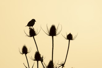 European goldfinch (Carduelis carduelis) silhouette of an adult bird on a Teasel plant seedhead at
