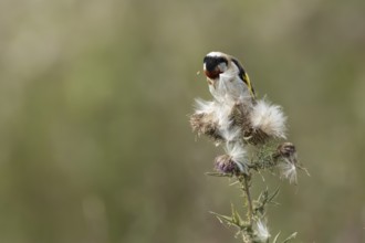 European goldfinch (Carduelis carduelis) adult bird feeding on a Creeping thistle plant seedheads,