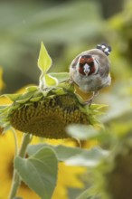 European goldfinch (Carduelis carduelis) adult bird feeding on a sunflower seed in a field of