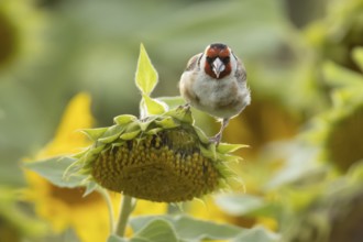 European goldfinch (Carduelis carduelis) adult bird feeding on a sunflower seed in a field of