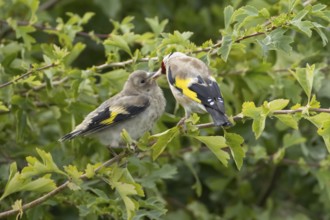 European goldfinch (Carduelis carduelis) adult bird feeding a juvenile baby fledgling in a