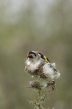 European goldfinch (Carduelis carduelis) adult bird feeding on a Creeping thistle seedheads,