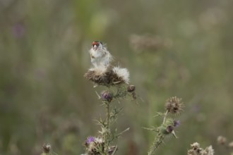 European goldfinch (Carduelis carduelis) adult bird feeding on Creeping thistle plant seedheads,