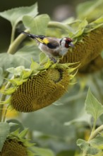 European goldfinch (Carduelis carduelis) adult bird on a sunflower seedhead in a field of