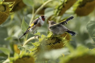 European goldfinch (Carduelis carduelis) adult bird feeding a juvenile baby fledgling on a