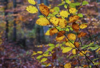 Branch with colorful beech leaves, beech, fagus, deciduous forest, autumn, Mondseeland,