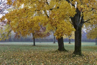 Park with colorful maple trees, leaves lying on the ground, Acer, autumn, Mondseeland,
