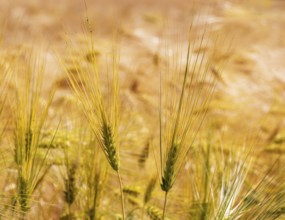 Barley, Hordeum vulgare, barley field, Mondseeland, Salzkammergut, Upper Austria, Austria