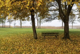 Park with park bench and colorful maple trees, leaves lying on the ground, Acer, autumn,