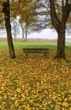 Park with park bench and colorful maple trees, leaves lying on the ground, Acer, autumn,