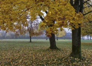 Park with colorful maple trees, leaves lying on the ground, Acer, autumn, Mondseeland,