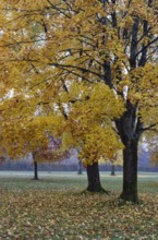 Park with colorful maple trees, leaves lying on the ground, Acer, autumn, Mondseeland,