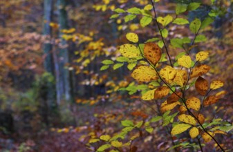 Branch with colorful beech leaves, beech, fagus, deciduous forest, autumn, Mondseeland,