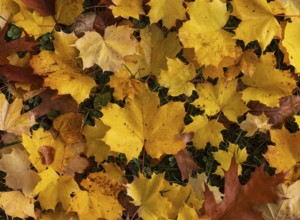 Colourful maple leaves lie on the ground, acer, leaves, autumn, Mondseeland, Salzkammergut Austria