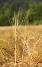 Barley, Hordeum vulgare, barley field, Mondseeland, Salzkammergut, Upper Austria, Austria