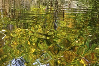 Trees in autumn are picturesquely reflected in a lake, Germany