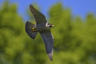 Peregrine falcon (Falco peregrinus), adult male flying against a blue sky, biosphere area, Swabian