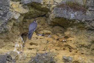 Peregrine falcon (Falco peregrinus), adult female in her habitat with prey in front of picturesque