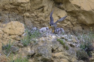 Peregrine falcon (Falco peregrinus), adult male taking off from Felsenhorst after feeding nestlings