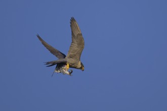 Peregrine falcon (Falco peregrinus), adult female flying with prey against a blue sky, biosphere