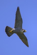 Peregrine falcon (Falco peregrinus), adult male flying against a blue sky, biosphere area, Swabian