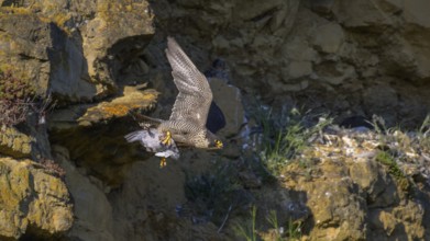 Peregrine falcon (Falco peregrinus), adult female flying with prey in picturesque rocky scenery,