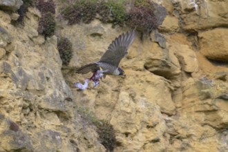 Peregrine falcon (Falco peregrinus), adult female flying with prey in front of picturesque rocky