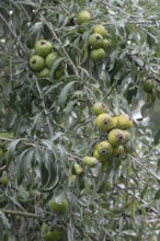 Willow leaf pear (Pyrus salicifolia) Rosaceae family, fruits, fruit stand, Münsterland, North