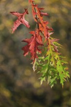 Autumn leaves, branch with green and red colored leaves, Münsterland, North Rhine-Westphalia,