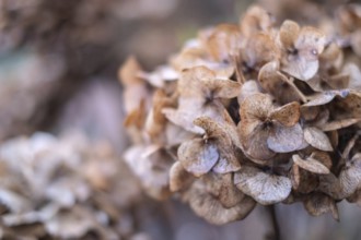 Close-up of wilted hydrangeas in soft shades of brown showing autumnal transience, Münsterland,