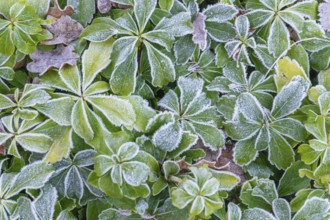 Green leaves covered with hoarfrost show a wintery depiction of nature with a cool atmosphere,