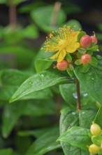 St. John's wort (Hypericum inodorum), flower and fruits, North Rhine-Westphalia, Germany