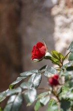Red Rose (Rosa sp.), Tuscany, Italy